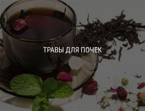 Травы для почек: лечение почек народными средствами, полезные травяные ...
