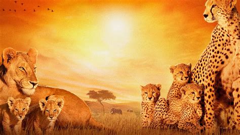 African Animals Wallpaper (61+ images)