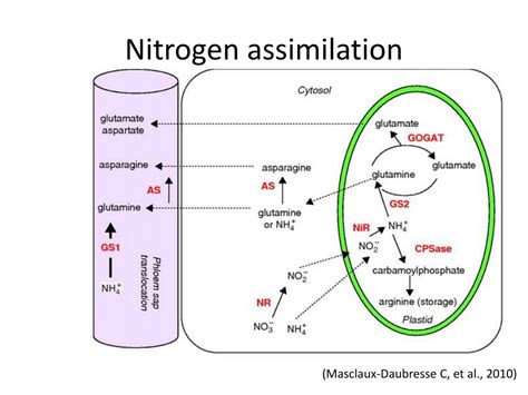 Ppt Plant Nitrogen Assimilation And Use Efficiency Powerpoint