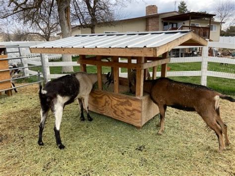 Horned goat feeder plans. How to build the best low waste goat feeder.