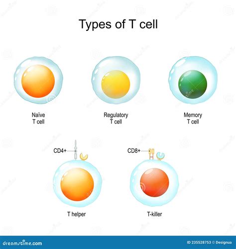 Types of T Cell. Immunology Infographic. Vector Illustration Stock ...