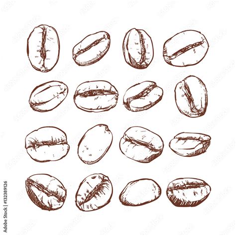 Coffee bean Isolated Hand drawn vector, Coffee bean clip art Stock ...