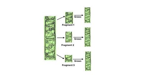 Fragmentation Diagram