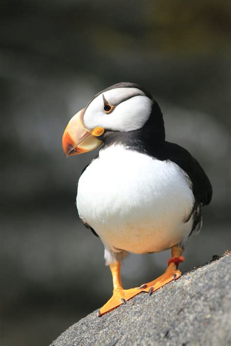 Horned Puffin Baby