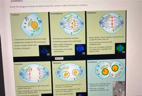 Metaphase Spindle Fibers