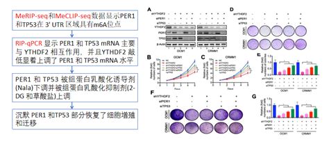 组蛋白乳酸化研究套路解析 安徽佰欧晶医学科技有限公司