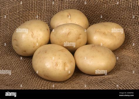 Potatoes Coliban Solanum Tuberosum Solanaceae Stock Photo Alamy