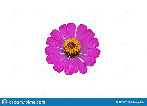 Rosa Zinnia Elegans Dahlia Flor Aislado En Fondo Blanco Imagen De