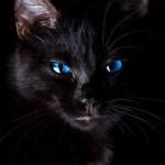 Black Cat Meme Generator - Imgflip