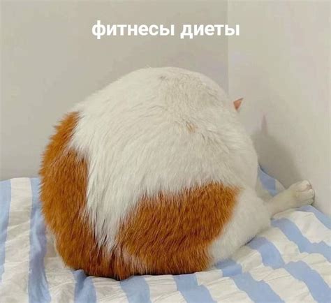 Круглый кот | Пикабу