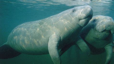 Popular Florida Manatee Died Of Injuries From Sex With His Brother