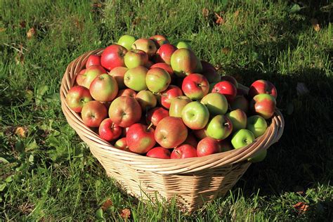 Basket Of Apples | ubicaciondepersonas.cdmx.gob.mx