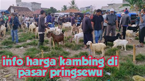 Harga Domba Dan Kambing Jawa Di Pasar Pringsewu Youtube