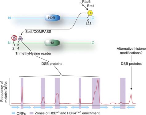 Integration Of Multiple Histone Modifications Promotes The Formation Of