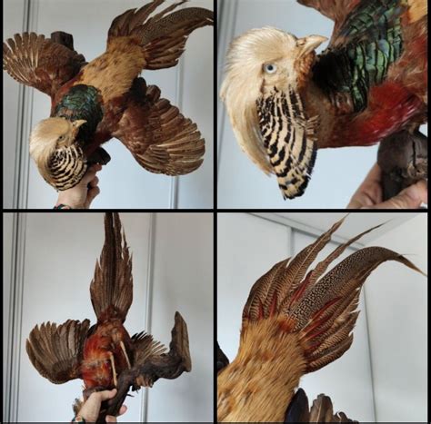 Taxidermy Oddities Cabinet Of Curiosities Full Mount Etsy Australia