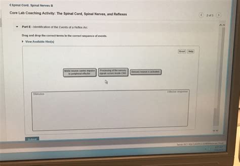 Solved Core Lab Coaching Activity: The Spinal Cord, Spinal | Chegg.com 