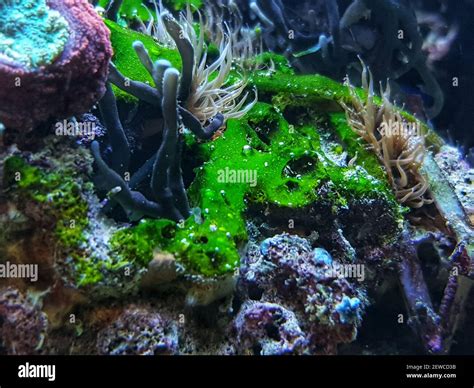 Cyanobacteria In Saltwater Tanks