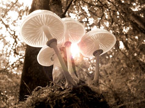 100 Interesting Mushrooms Photos · Pexels · Free Stock Photos