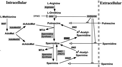 Mammalian polyamine metabolism | Download Scientific Diagram