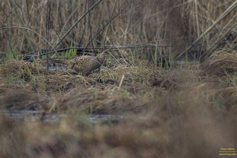 Jagd Fasan Weibchen Jagdfasan Phasianus Colchicus C K