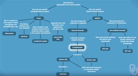 Concept Map Overview Of The Immune System Chartdevelopment