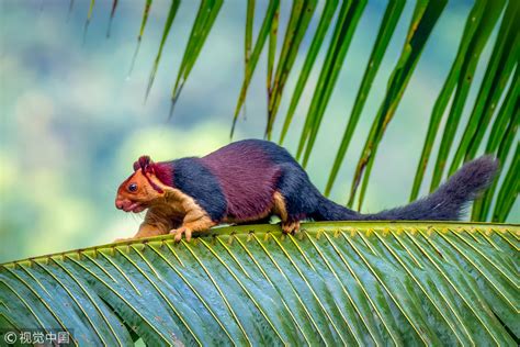 Giant Colorful Squirrel Spotted In Indian Forest Cgtn