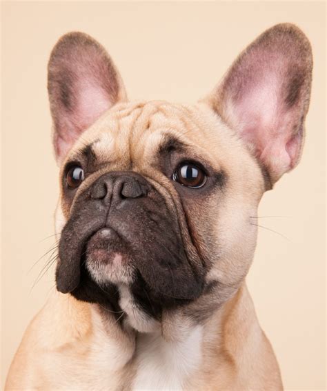 French Bulldog Breed Information Center The Complete Frenchie Guide