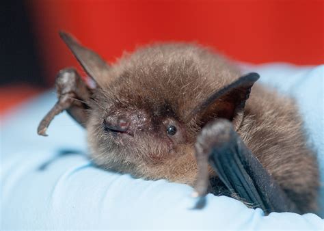 Yuma Myotis | Natural Atlas