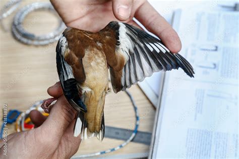 Estudio Cient Fico De Campo Del Ala De Un Picogordo Coccothraustes