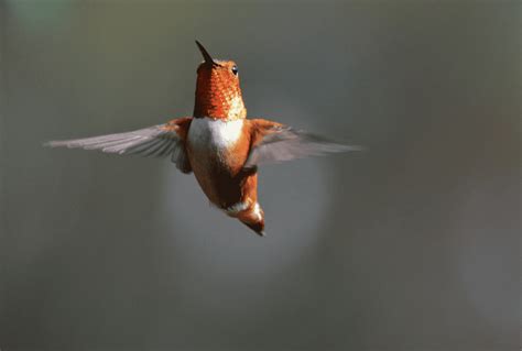 Rufous Hummingbird Guide Selasphorus Rufus Birding Insider