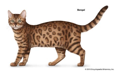 Shorthair Cat Breeds | Britannica