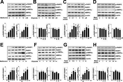 Metformin And Telmisartan Enhance AMPK And PARP1 Phosphorylation In