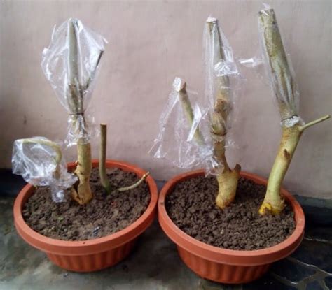 Cara Membuat Tanaman Bonsai