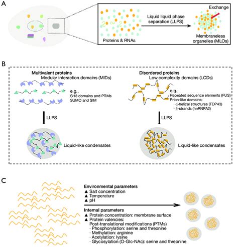 Overview Of Membraneless Organelles Mlos In Living Cells A Mlos