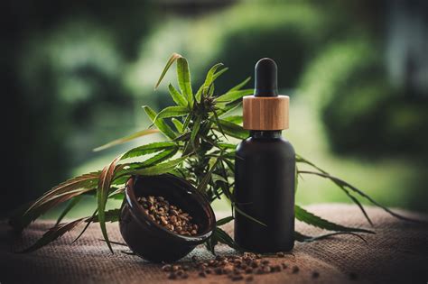 Najważniejsze informacje o CBD - Bravenetic