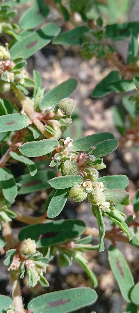 Euphorbia Maculata L Lechosilla Flora Mundial Pl Ntnet Identify