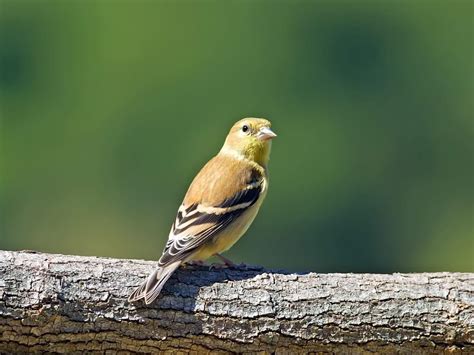 What Is The State Bird Of New Jersey And Why Birdfact