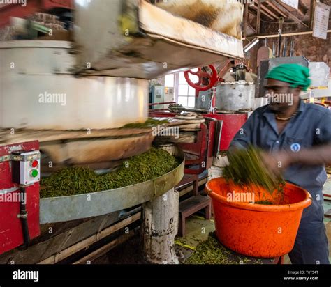 Tea Manufacturing Machinery Hi Res Stock Photography And Images Alamy