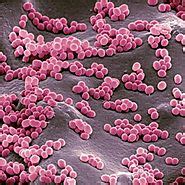 Micrococcus Roseus - Canthaxanthin | A Listly List