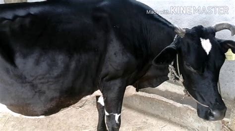 Hf Cross Cow 5 Months Pregnant Available At Bhai Cattle Farms Youtube