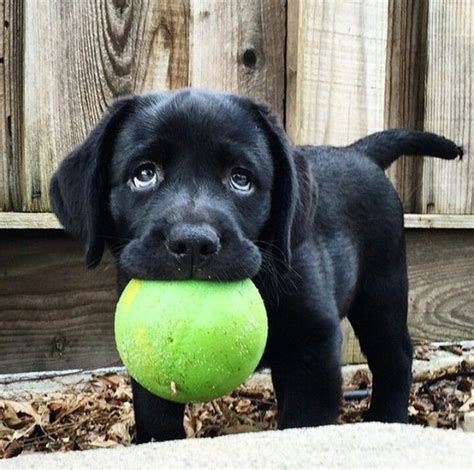 10 Adorable Labrador Retriever Puppies You've Ever Seen