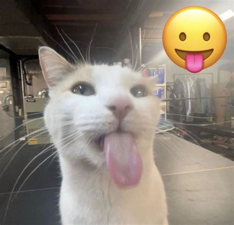 a white cat with its tongue hanging out and an emoticive smiley face behind it