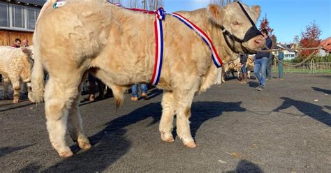 La Saône et Loire au palmarès du concours charolais de Luzy 58