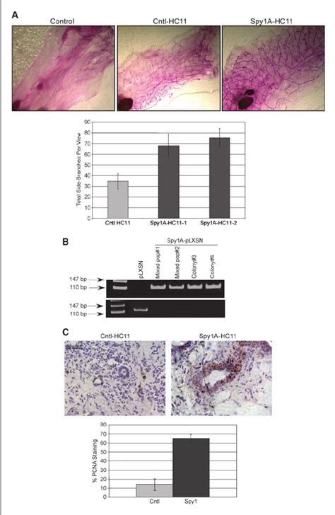 Spy A Induces Precocious Lobular Development In The Virgin Mammary