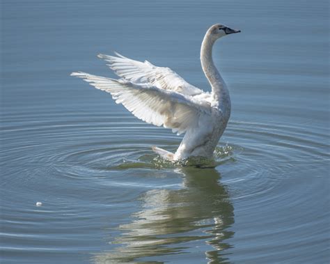 Tundra Swan – Mendonoma Sightings