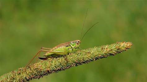 Are Crickets Harmful To Plants School Of Bugs