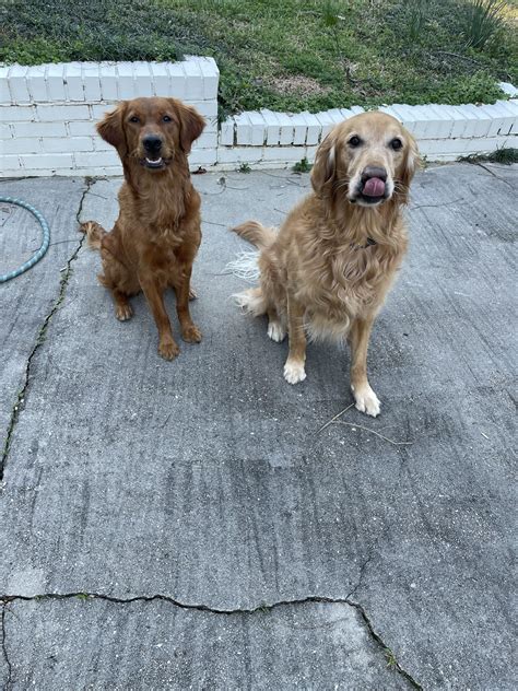 LUNCH THREAD- post pics of your dogs edition | O-T Lounge