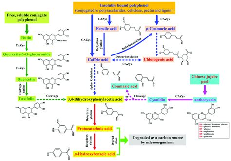 Proposed Catabolic Pathways Of Polyphenols Degradation And Download Scientific Diagram