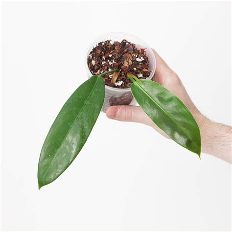 Philodendron ruizii (aff bicolor) | Plants | GrowTropicals.com