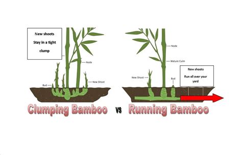 Running Bamboo Vs Clumping Bamboo Key Differences Explained